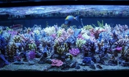 Korallen-Zucht T5 Coral Light New Generation