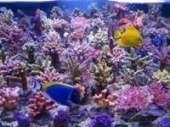 Korallen-Zucht T5 Coral Light Fiji Purple