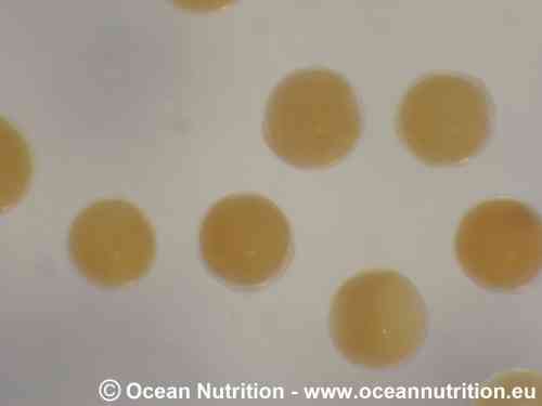 Ocean Nutrition Shell Free (Schalenfreie) Artemia 500 gr