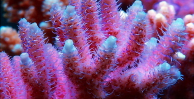 Korallen-Zucht AcroGlow