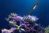Maxspect Tweezers for coral