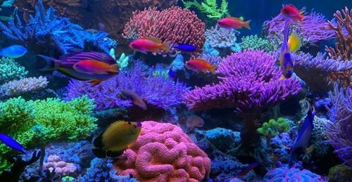 Korallen-Zucht T5 Great Barrier Turquoise